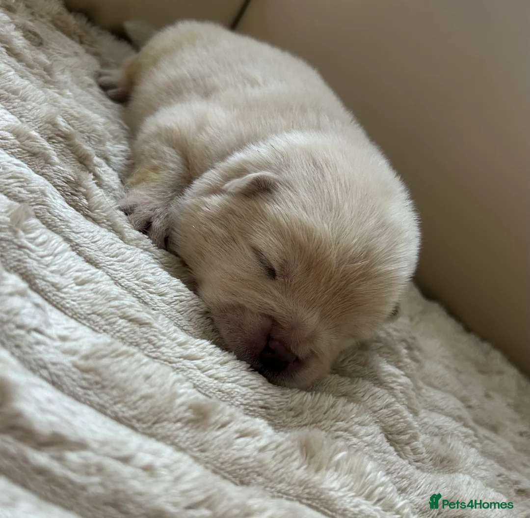 Chow Chow dogs for sale: 7 Stunning Chow Chow Puppies - Advert 9