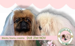 Pekingese dogs for sale: ⭐️WAITING LIST OPEN⭐️ - Image 16