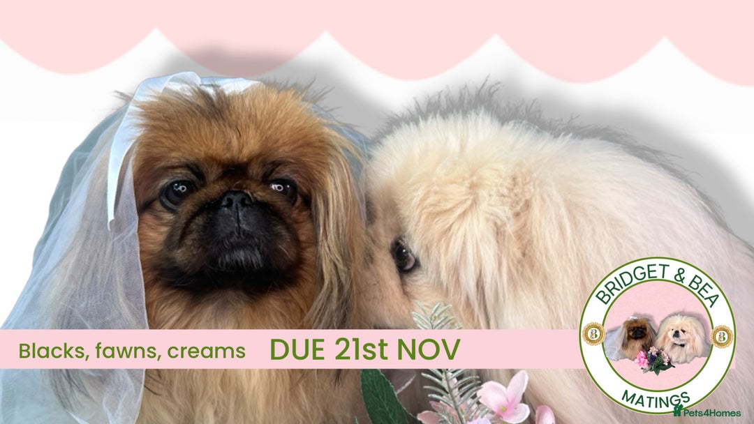 Pekingese dogs for sale: ⭐️WAITING LIST OPEN⭐️ - Image 16