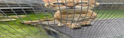 Bengal cats for sale: Adorable adult Bengal Pair - Advert 12