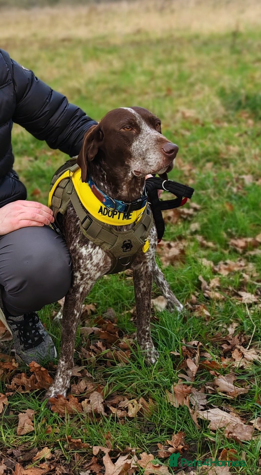 Pointer dogs for adoption: Shelby’s story has change, now it’s full of hope - Advert 10