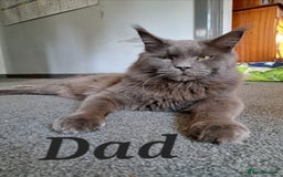 Maine Coon cats for sale: Maine Coon Kittens for sale - Image 4