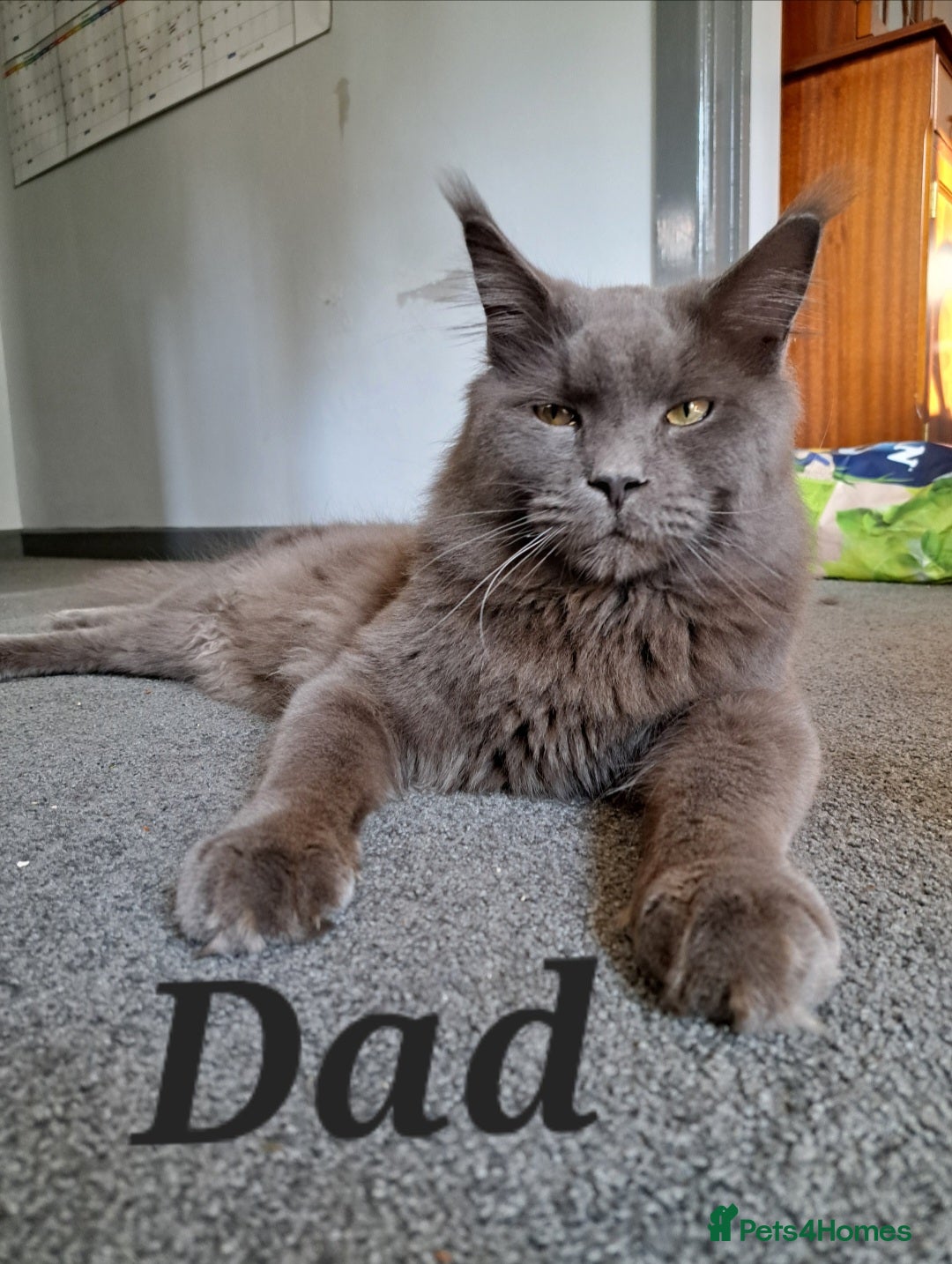 Maine Coon cats for sale: Maine Coon Kittens for sale - Image 4