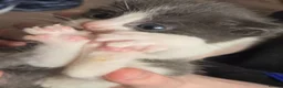Mixed Breed cats for sale: Beautiful Blue/grey & white boys - Advert 5