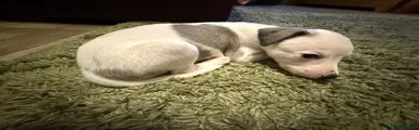 Lexi