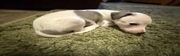 Whippet dogs for sale: KC Registered Whippet Puppies – Home Reared, - Advert 27