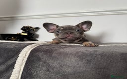 French Bulldog dogs for sale: Kc Registered 5 Generation Pedigree Quality  - Image 17