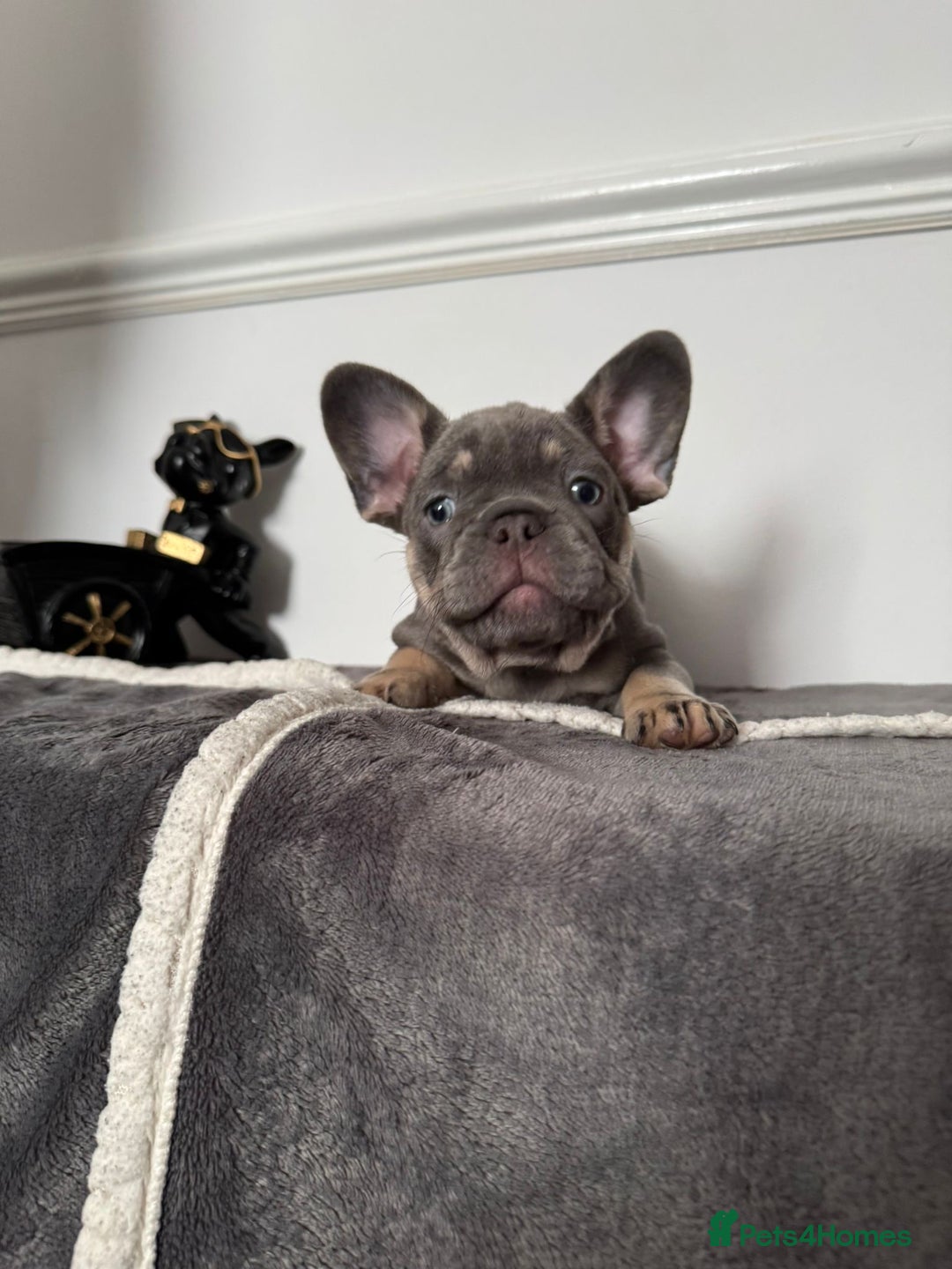 French Bulldog dogs for sale: Kc Registered 5 Generation Pedigree Quality  - Image 17