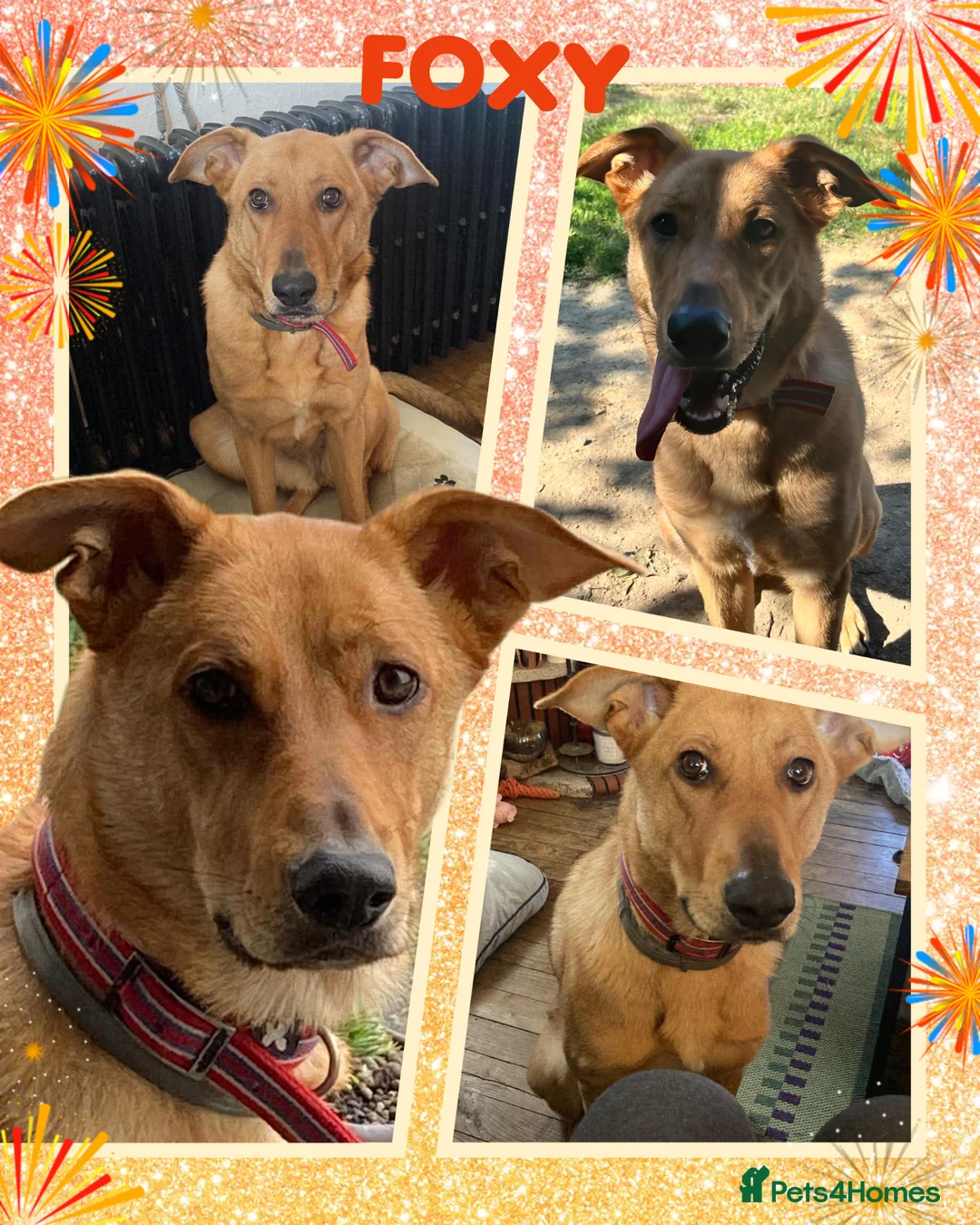 Mixed Breed dogs for sale: Beautiful Foxy 💙 in Havant - Advert 1