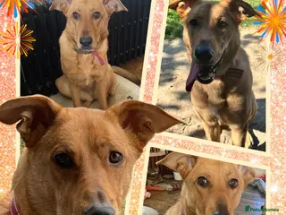 Mixed Breed dogs for sale: Beautiful Foxy 💙 - Advert 2