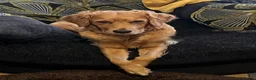 Golden Retriever dogs for sale: Beautiful family raised fox red golden retriever.  - Advert 20