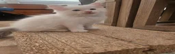 Ragdoll cats for sale: Pure Ragdolls in Pontypool - Advert 19