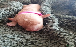 Cockapoo dogs for sale: READY NOW 5* F2B Apricot Merle Cockapoos - Image 25