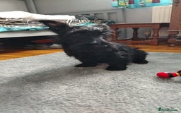 Scottish Terrier dogs for sale: Gorgeous Scottish boy available  - Image 3