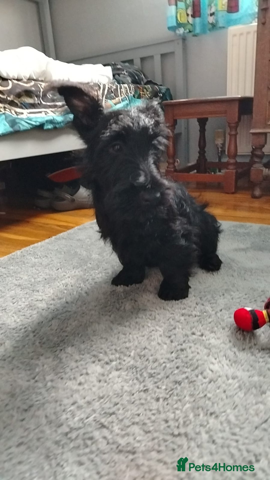 Scottish Terrier dogs for sale: Gorgeous Scottish boy available  - Image 3