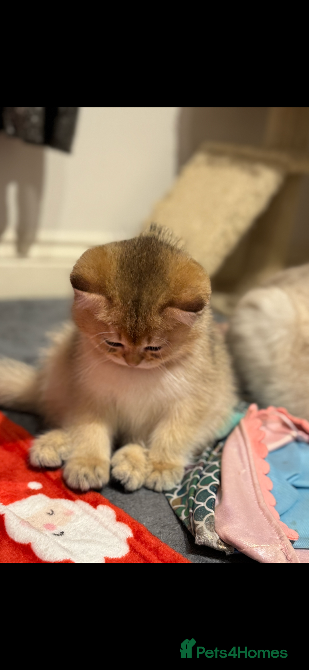 Scottish Fold cats for sale: Scottish pedigree plush kitten last - Advert 5