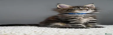 Maine Coon 5