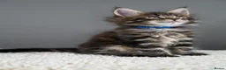 Maine Coon cats for sale: Black Smoke undercoat kittens  - Advert 12