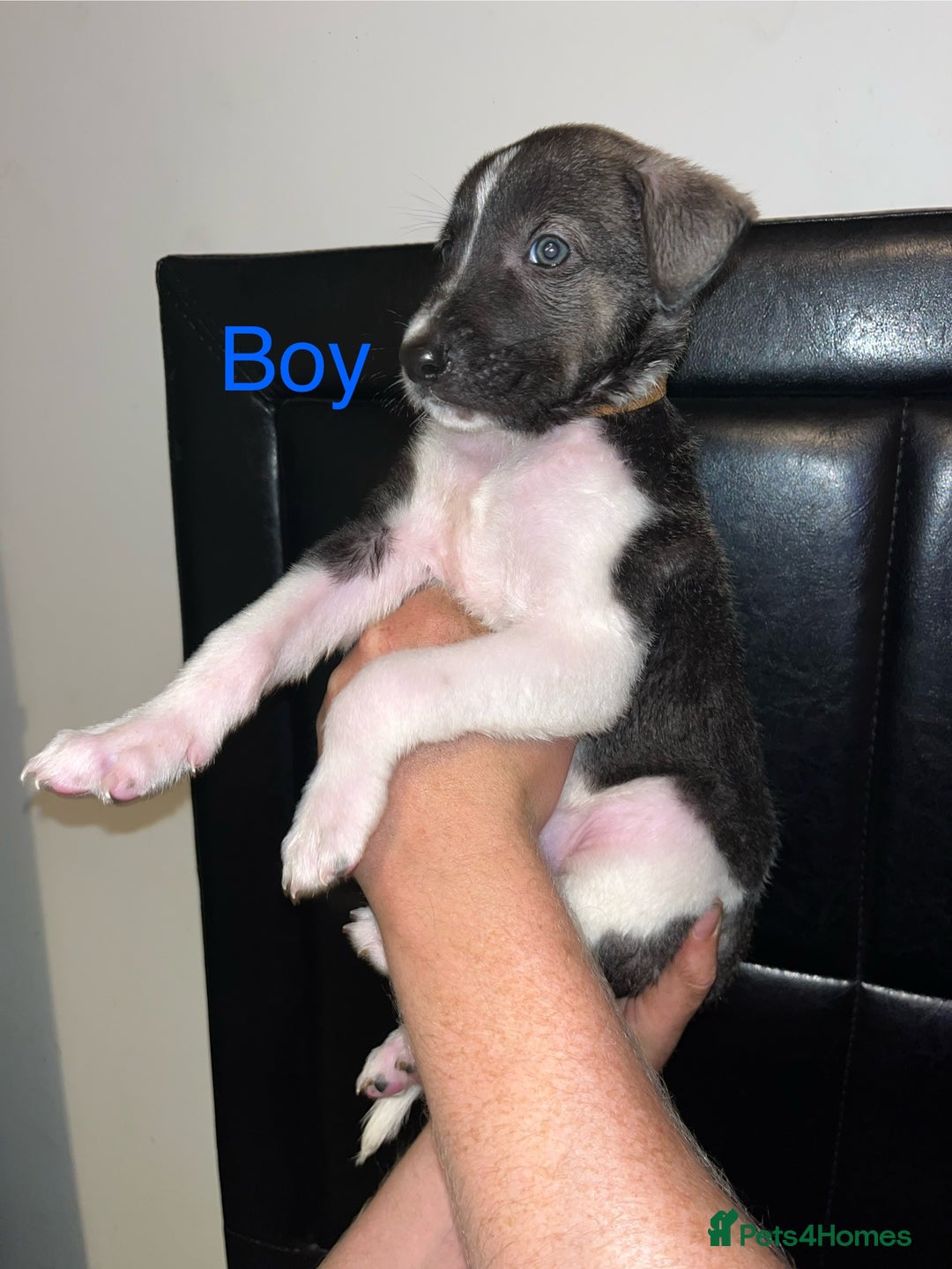 Mixed Breed dogs for sale: Akita x lurcher  - Image 2