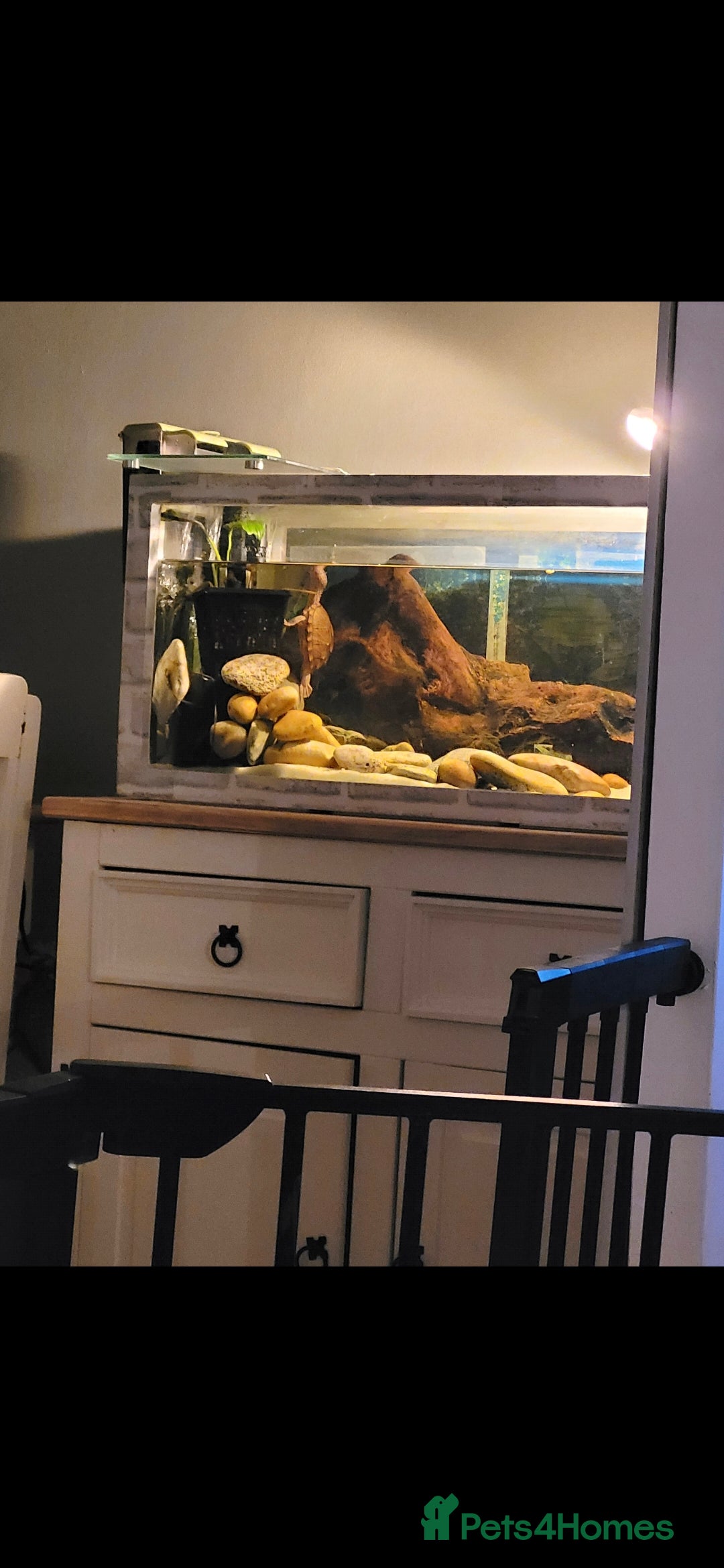 Turtle reptiles Turtle for sale - Advert 8