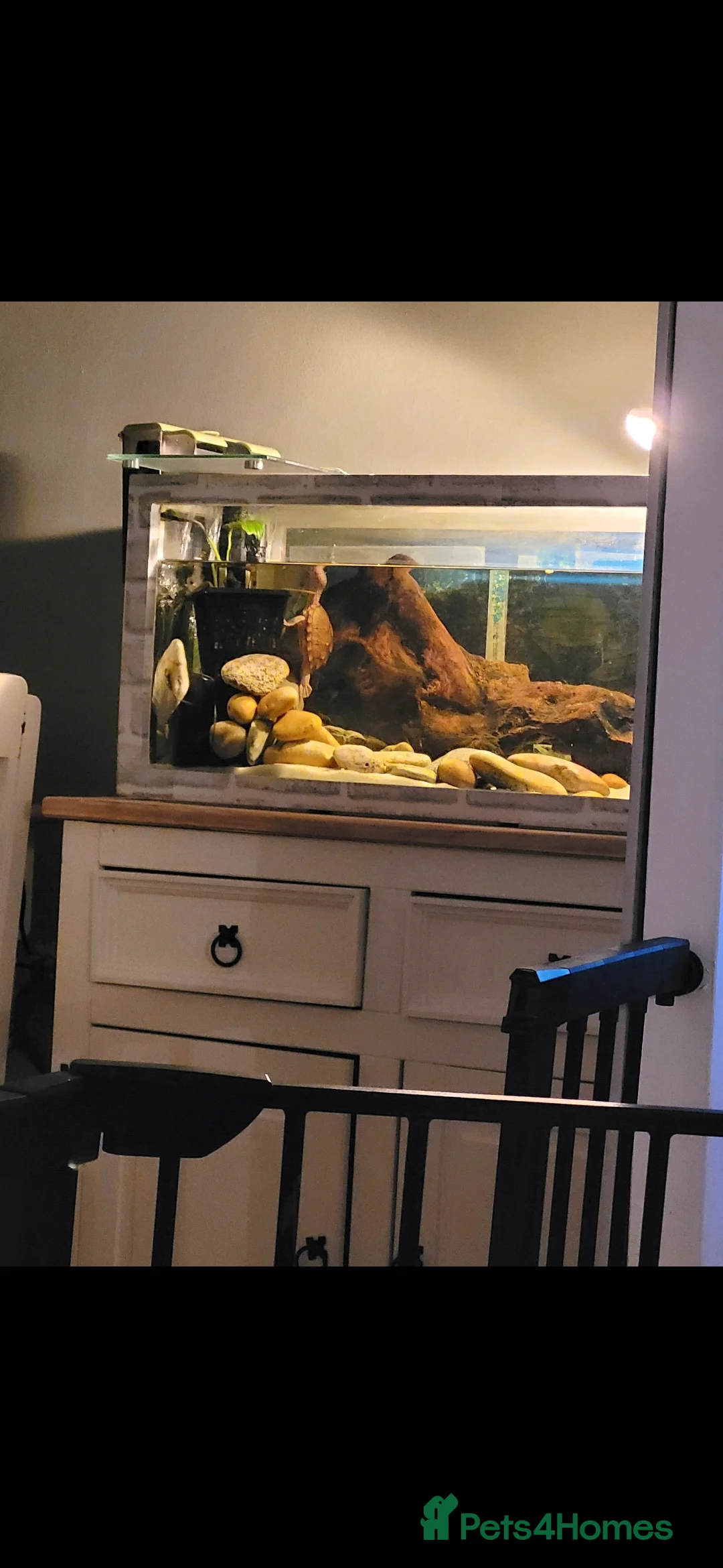 Turtle reptiles for sale: Turtle for sale - Advert 1