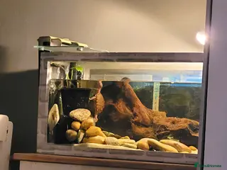 Turtle reptiles Turtle for sale - Advert 8