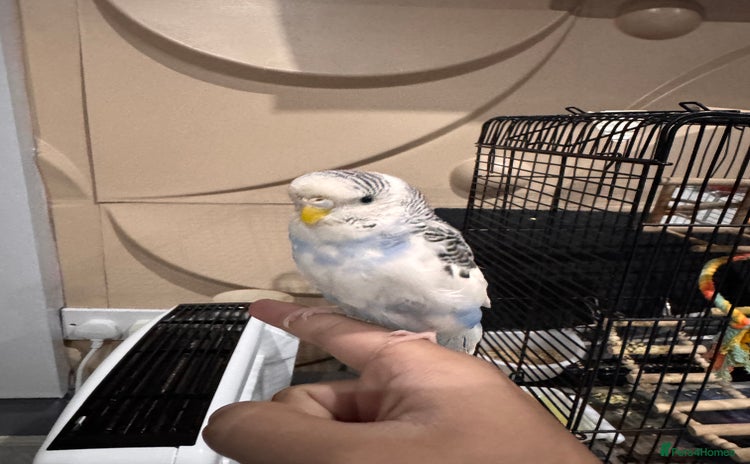 Budgerigars birds - Advert 1