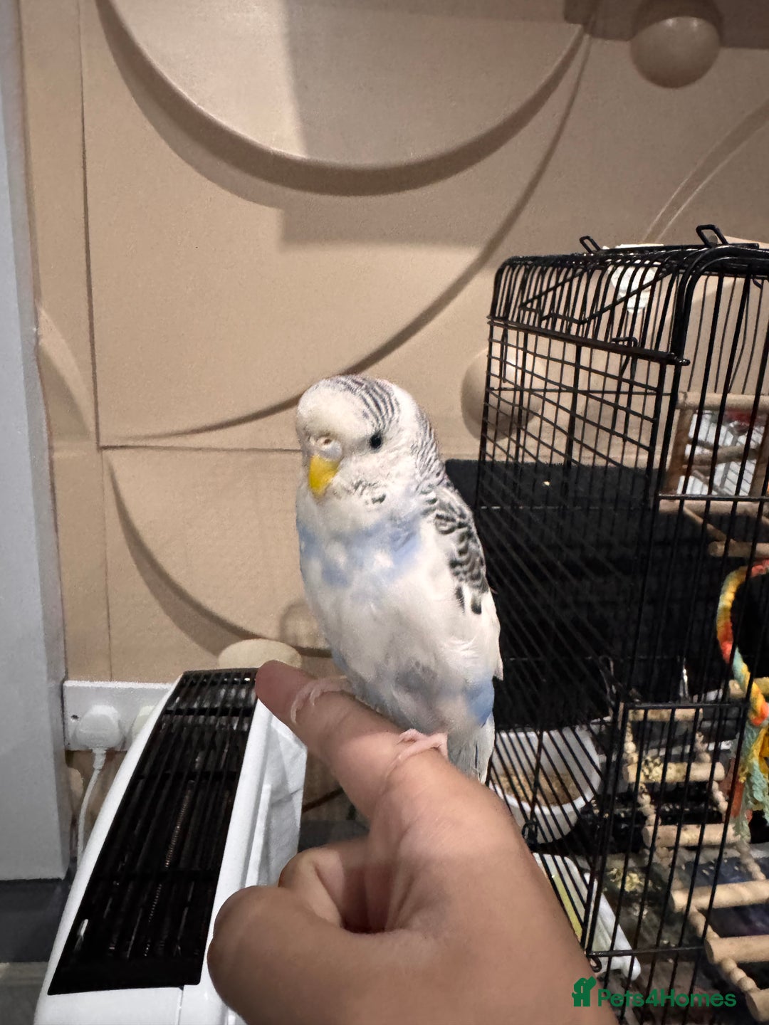 Budgerigars birds for sale: Tame female budgie need gone Asap  - Image 1