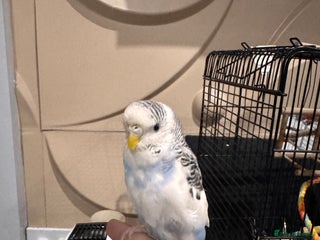 Budgerigars birds - Advert 1