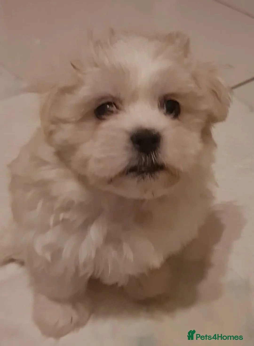 Mixed Breed dogs for sale: Havanese x Maltese Havamalts - Advert 10