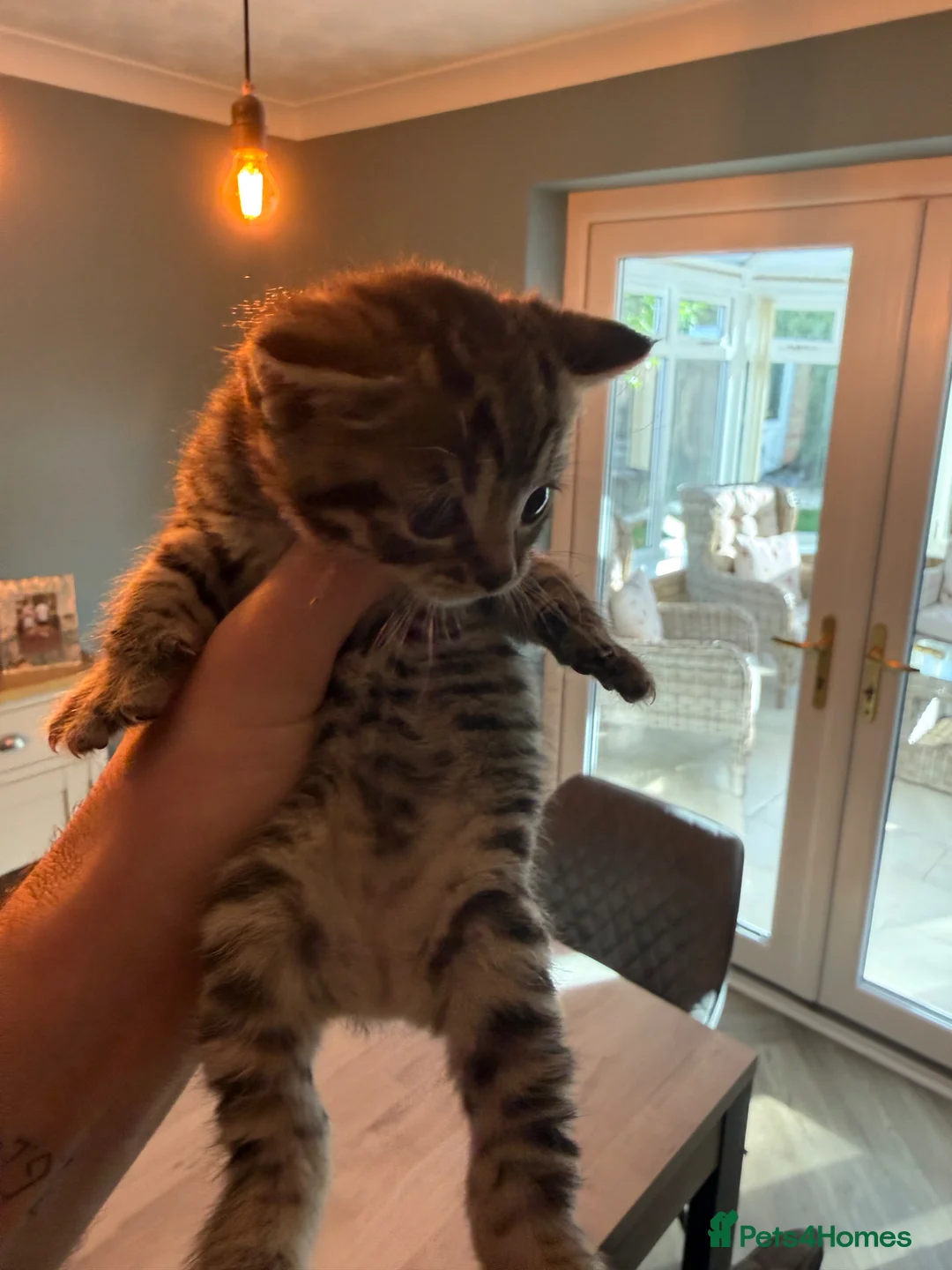 Mixed Breed cats for sale: Domestic shorthair (Tabby) Kittens  in Wisbech - Advert 23