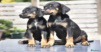 Mixed Breed dogs - Advert 2