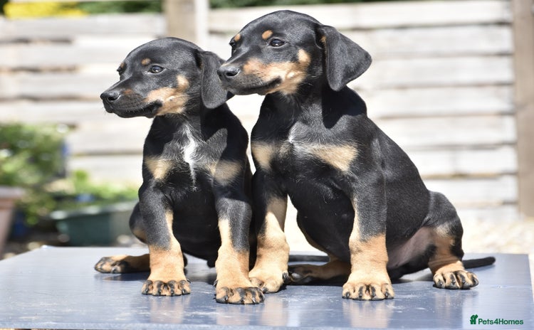 Mixed Breed dogs - Advert 1