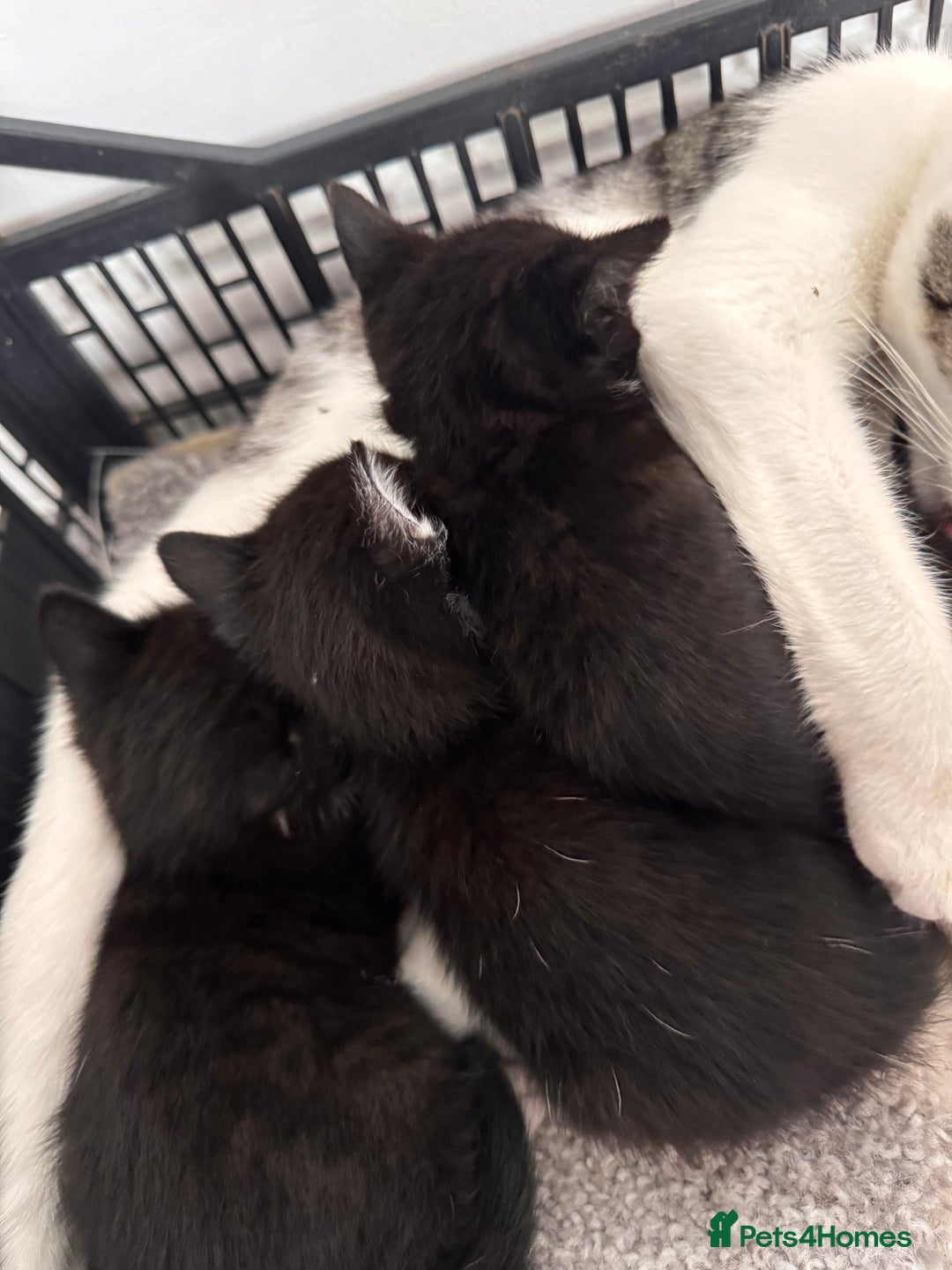 Mixed Breed cats for sale: Three unique sweethearts looking for new homes 🏡  - Image 7