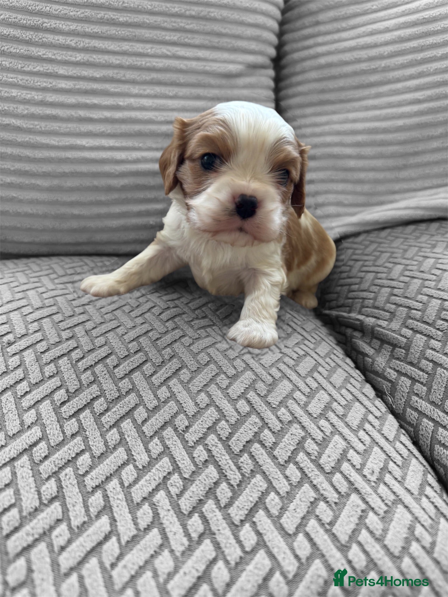 Cavalier King Charles Spaniel dogs Stunning hereditary clear KC Cavalier King Charles - Advert 12
