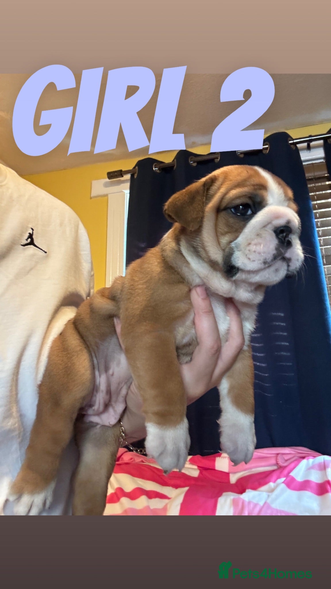 English Bulldog dogs STUNNING girls available healthy Traditional KCREG - Advert 2