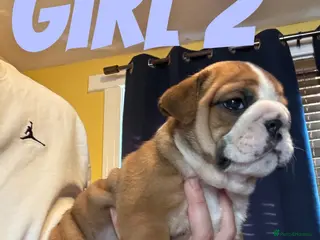 English Bulldog dogs STUNNING girls available healthy Traditional KCREG - Advert 2