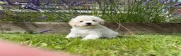Maltipoo dogs for sale: Now ready for new homes.  - Advert 1
