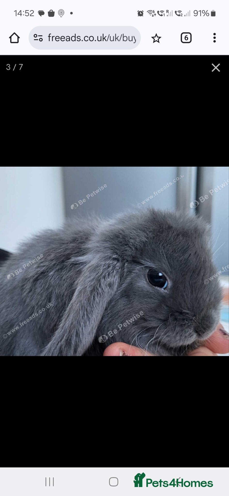 Mini Lop rabbits Beautiful Mini lop looking good a home . - Advert 3