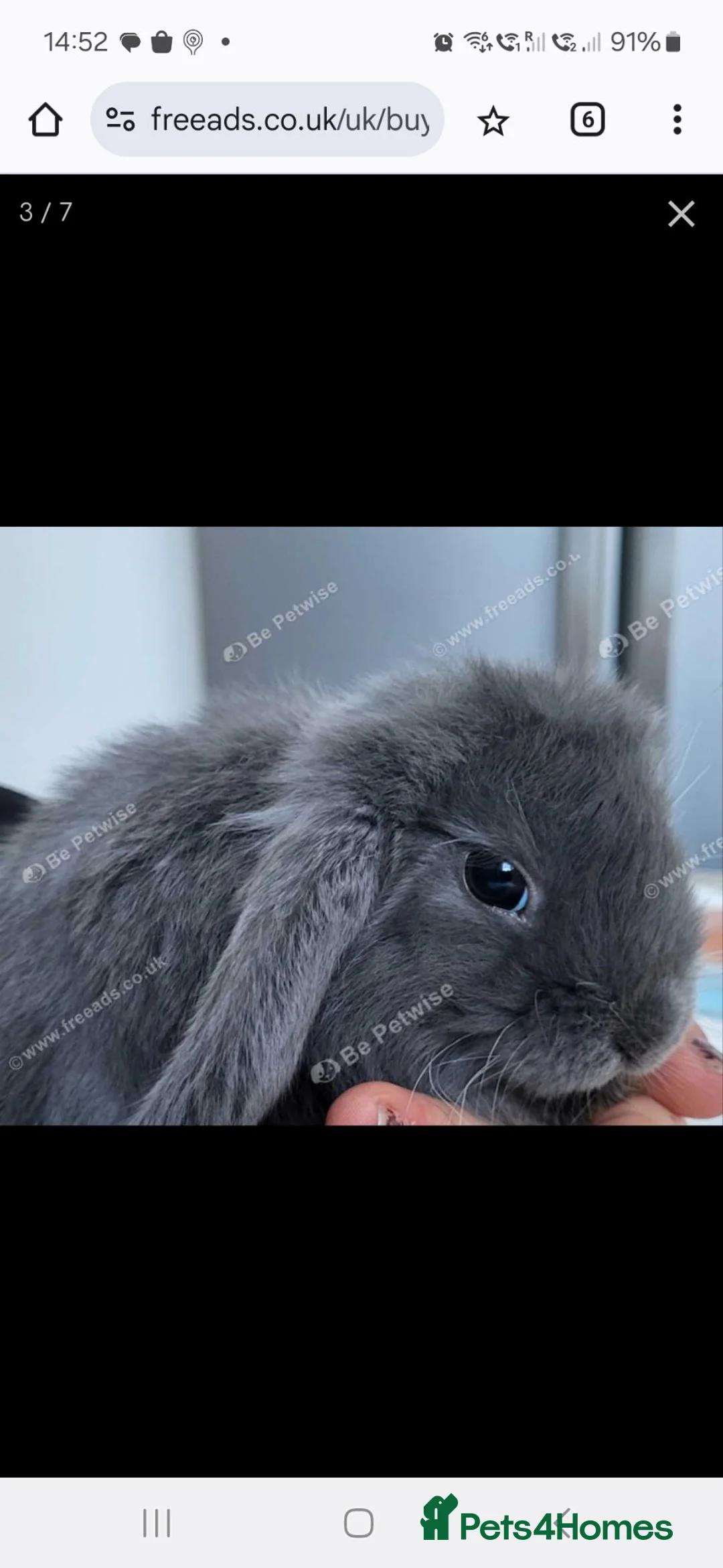Mini Lop rabbits for sale: Beautiful Mini lop looking good a home . - Advert 1