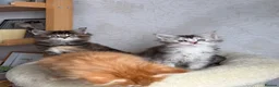 Maine Coon cats for sale: Maine coon kittens - Advert 11