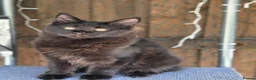 Maine Coon cats for sale: 2 kittens left XL Maine Coon TICA registered  - Advert 8