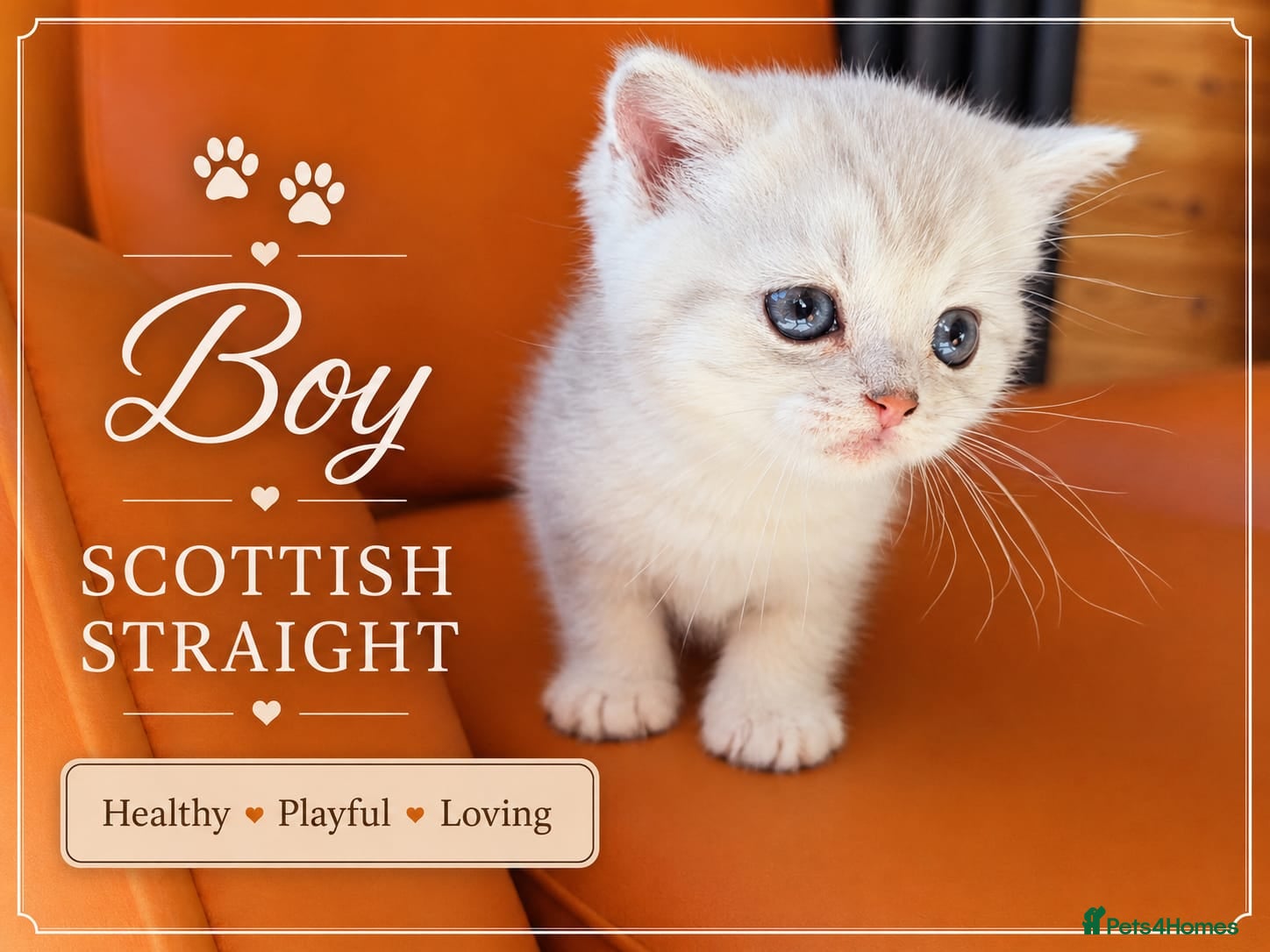Scottish Fold cats for sale: Scotish Fold Kittens - Advert 16