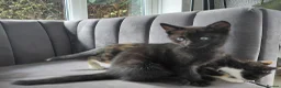Mixed Breed cats for sale: Gorgeous British Shorthair X Kittens - Advert 8