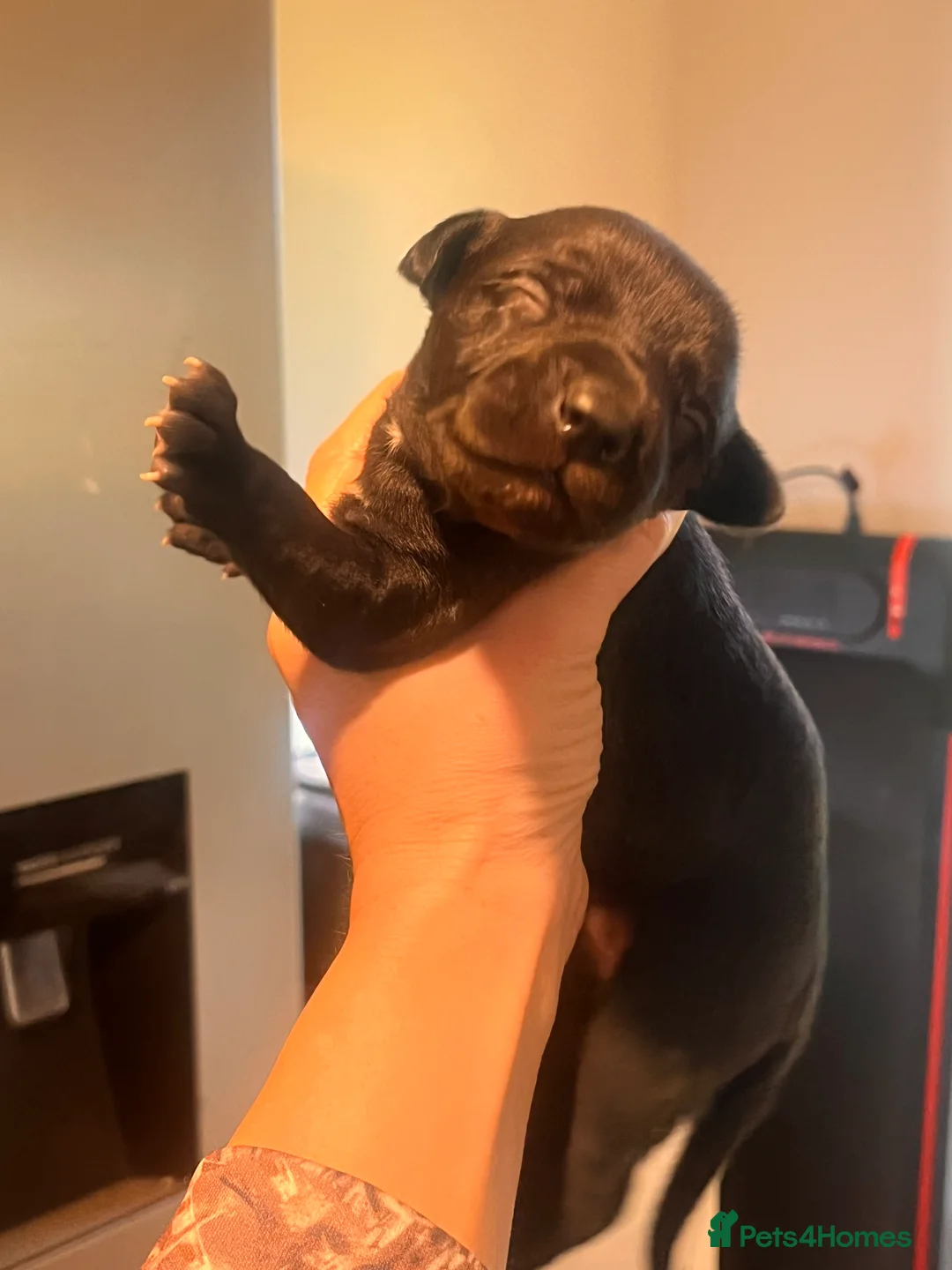 Whippet dogs for sale: READY NOW. Champion KC whippet pup LAST GIRL 💕  - Advert 23