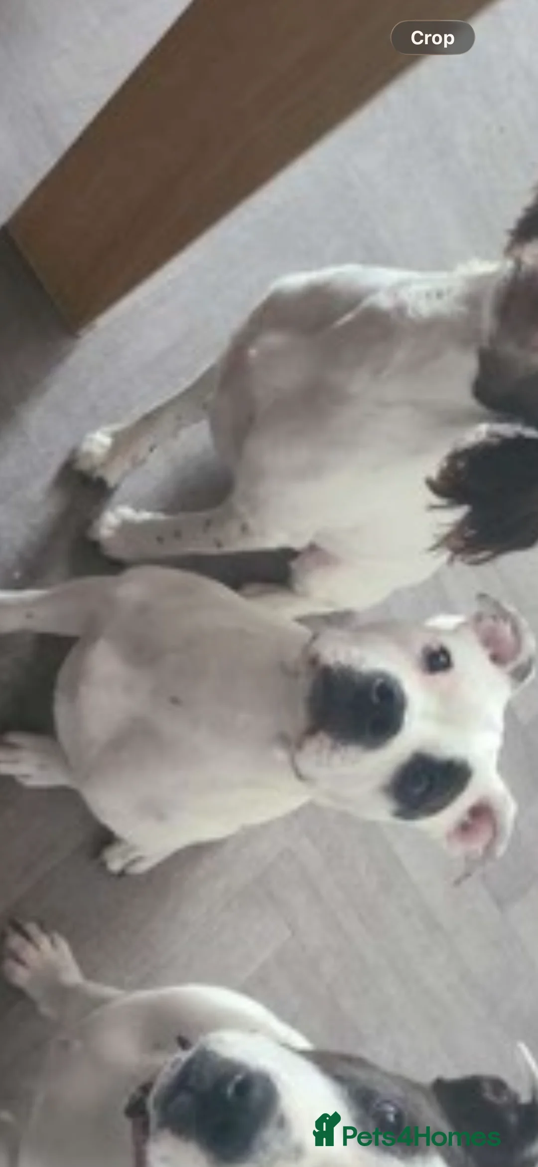 Old Tyme Bulldog dogs for sale: 18 month old staffy - Advert 2