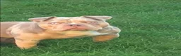 American Bully dogs for sale: American bully - Advert 2
