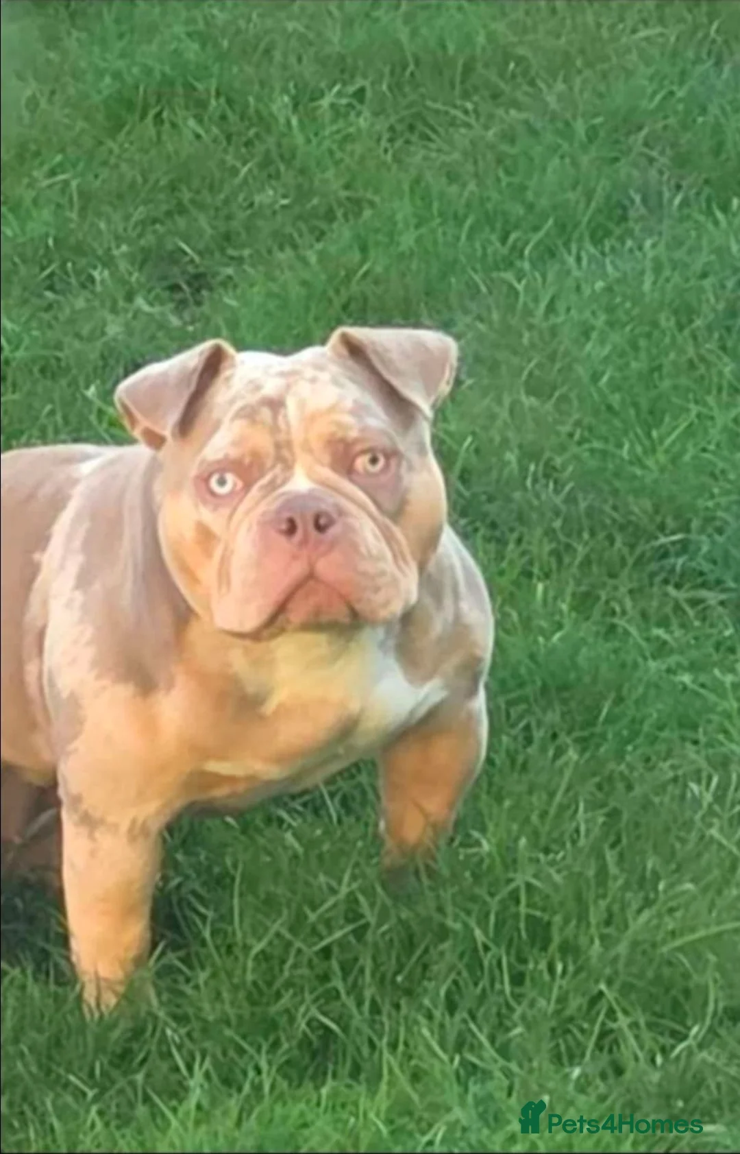 American Bully dogs for sale: American bully - Advert 2