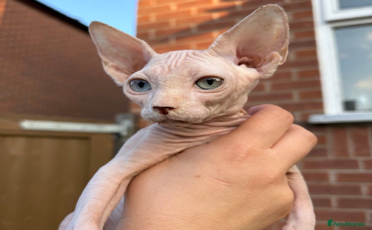 Sphynx cats - Advert 9