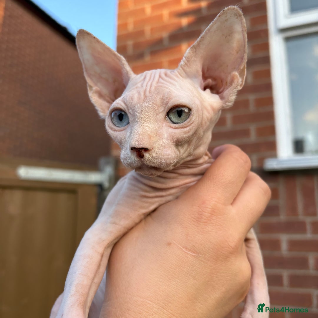 Sphynx cats for sale: Hairless kittens sphinx - Image 4